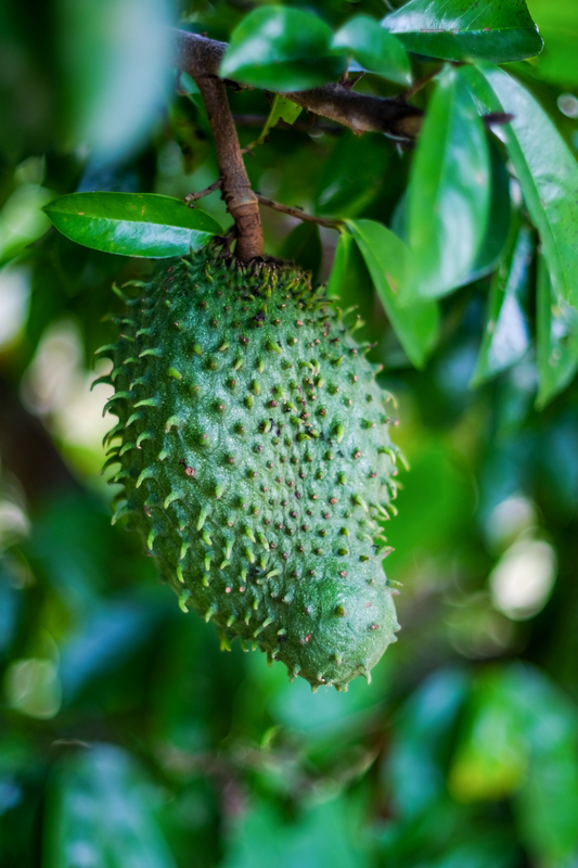 Soursop Bitters: Explore the Health Benefits of This Tropical Superfood in Bitter Form