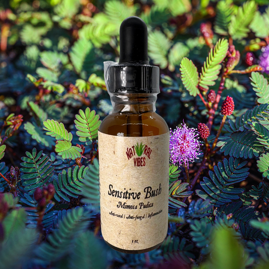 Sensitive Bush Tincture (Mimosa Pudica)